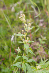 Koenigia tripterocarpa