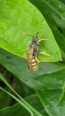 Nomada goodeniana