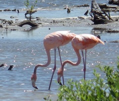 Phoenicopterus ruber