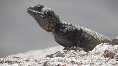 Large-scaled Agama, Laudakia nupta