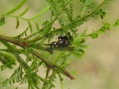 Hadromeropsis argentinensis