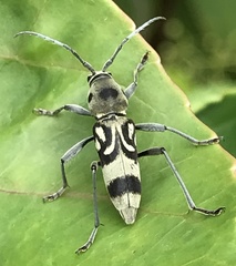 Chlorophorus macaumensis