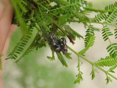 Hadromeropsis argentinensis