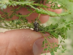 Hadromeropsis argentinensis
