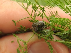 Hadromeropsis argentinensis