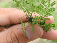 Hadromeropsis argentinensis