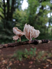 Marasmiellus alliiodorus