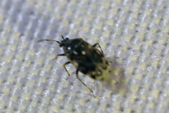 Deraeocoris nebulosus