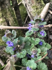 Glechoma hederacea