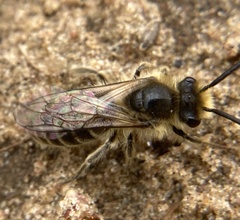 Colletes inaequalis