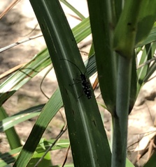 Glenea relicta
