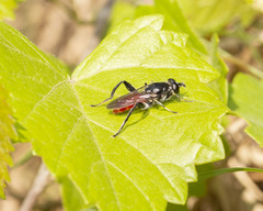 Xylota bicolor