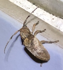 Pterolophia annulata