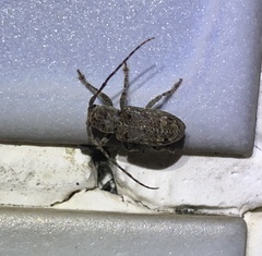 Pterolophia persimilis