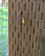 Megarhyssa nortoni