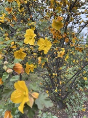 Fremontodendron