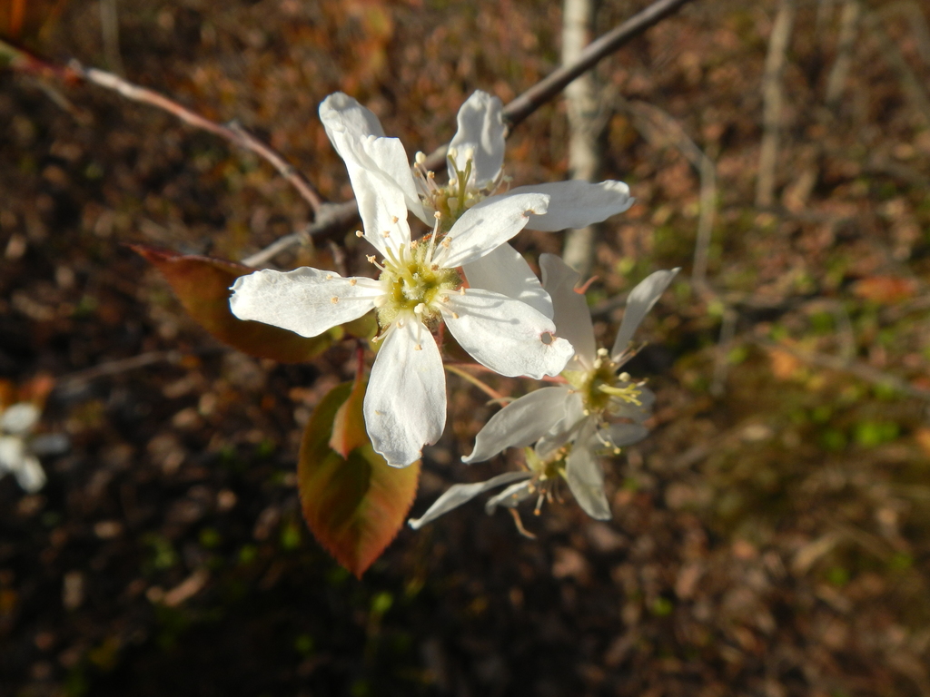 Amelanchier × neglecta