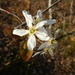 Amelanchier × neglecta - Photo (c) Colin Chapman-Lam, algunos derechos reservados (CC BY-NC), subido por Colin Chapman-Lam