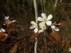 Amelanchier × neglecta