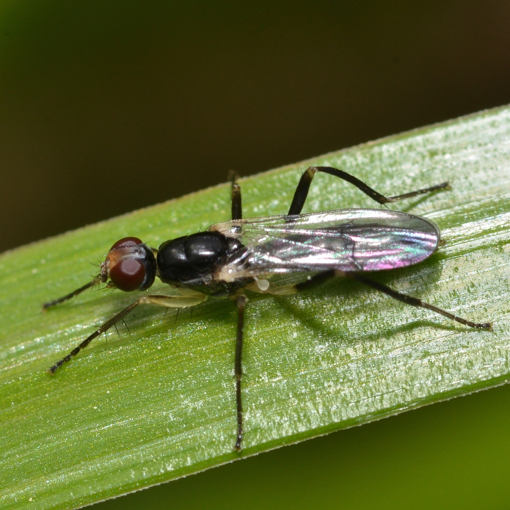 Achaetella