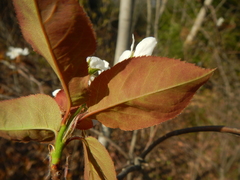 Amelanchier × neglecta