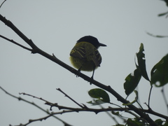 Todirostrum nigriceps