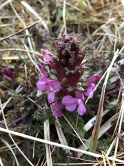 Pedicularis sylvatica