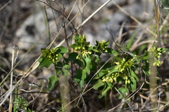 Vincetoxicum hirundinaria adriaticum