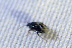 Deraeocoris nebulosus