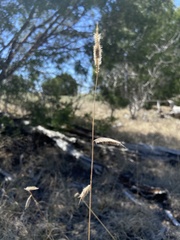 Bouteloua pectinata