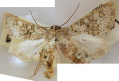 Hecatera bicolorata