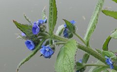 Pentaglottis sempervirens