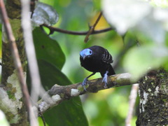Gymnocichla nudiceps