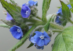 Pentaglottis sempervirens