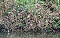Gallinula chloropus