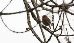 Erithacus rubecula