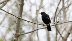 Turdus merula