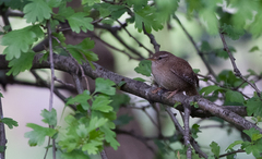 Troglodytes troglodytes