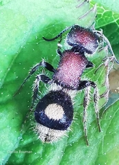 Sigilla dorsata