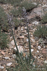 Caulanthus crassicaulis