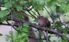 Troglodytes troglodytes