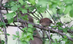 Troglodytes troglodytes
