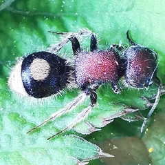 Sigilla dorsata