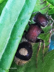 Sigilla dorsata