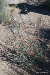 Symphoricarpos longiflorus