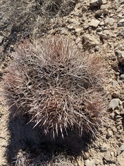 Homalocephala polycephala polycephala