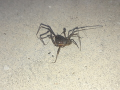 Discocyrtus testudineus