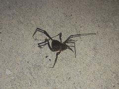 Discocyrtus testudineus