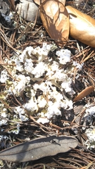Cladonia prostrata