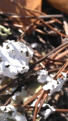 Cladonia prostrata